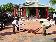Hội đá gà ''tống cựu nghinh tân'' (Bình Thuận)