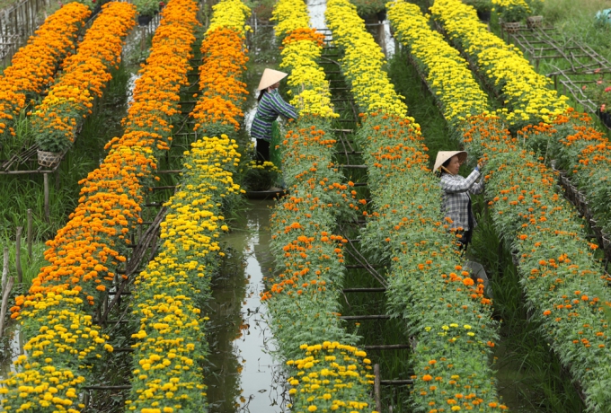 Khám phá hai vườn hoa gần Sài Gòn ngày giáp Tết