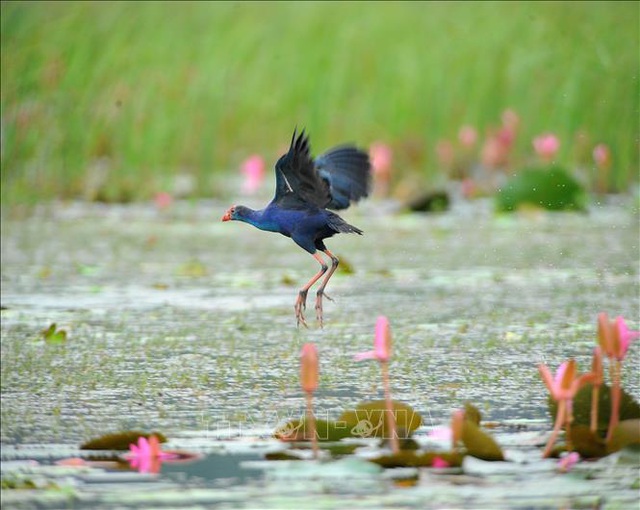 Khám phá mùa chim di trú trên đầm Vân Long – Ninh Bình