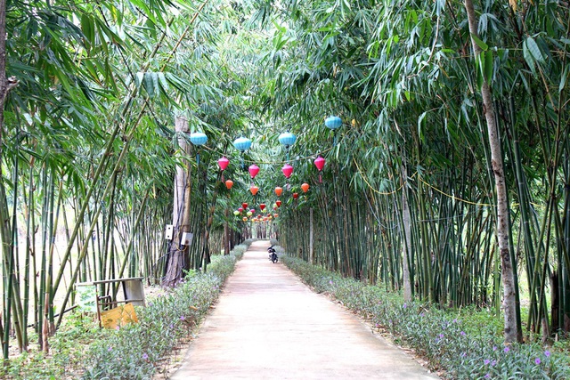Rủ nhau “check in” rừng tre độc đáo nằm giữa Hội An và Đà Nẵng 