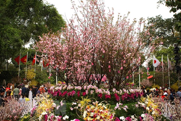 Chiêm ngưỡng các kỳ quan thế giới bằng hoa anh đào tại Hà Nội