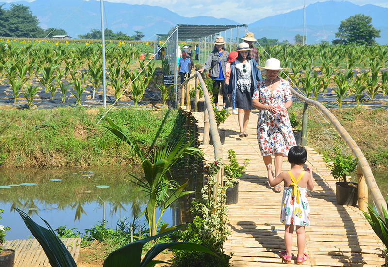 Quảng Nam: Thúc đẩy du lịch nông nghiệp