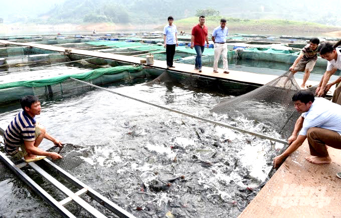 Tuyên Quang: Đặc sản cá Bỗng