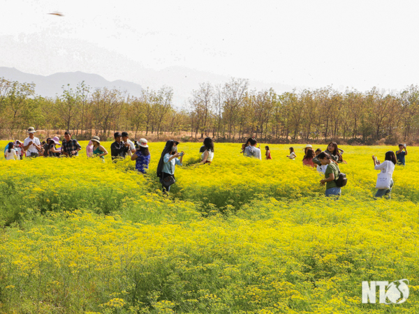 Khám phá cánh đồng hoa Thì là ở Ninh Thuận