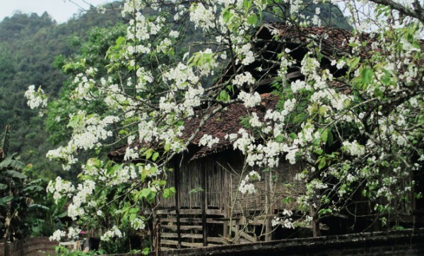 Tinh khiết sắc trắng hoa lê vùng cao ở Cao Bằng