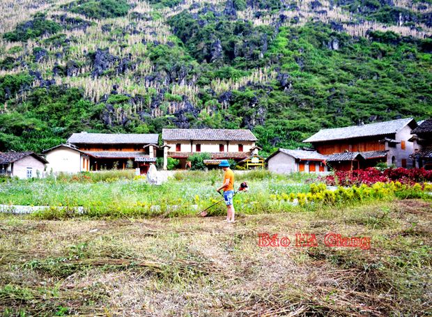 Huyện Mèo Vạc (Hà Giang): Phát triển bền vững thương hiệu hoa Tam giác mạch