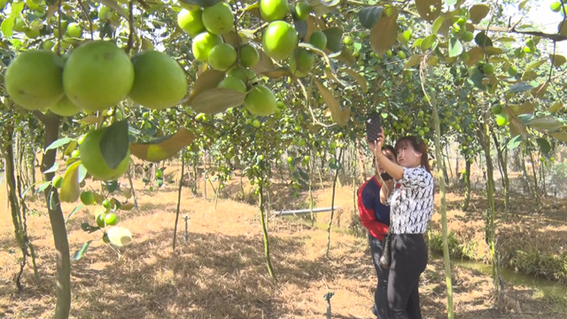 Lai Vung có thêm một điểm tham quan vườn cây ăn trái