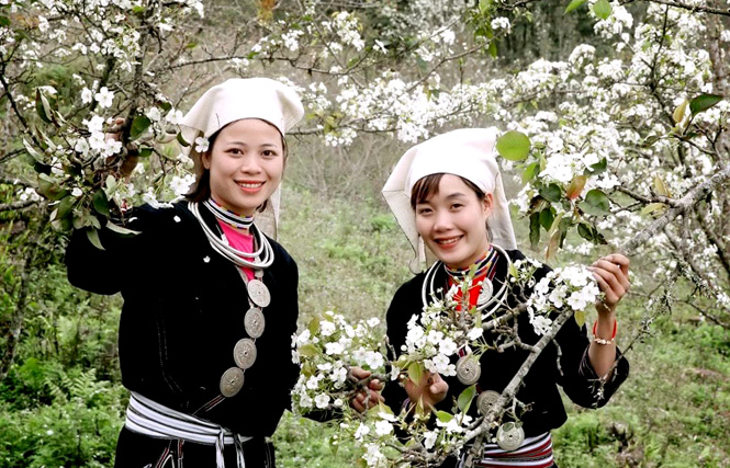 Tuyên Quang: Hồng Thái mùa hoa lê