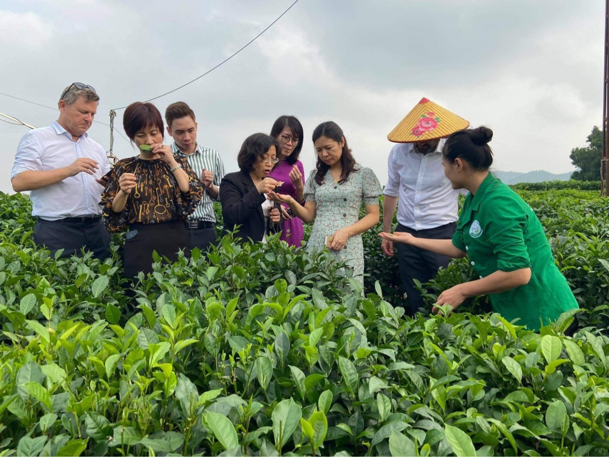 Thái Nguyên: Phát triển sản phẩm du lịch đặc thù với thương hiệu trà Thái