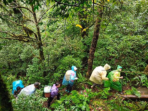 Khám phá rừng chè cổ thụ Tả Liên Sơn ở Lai Châu 