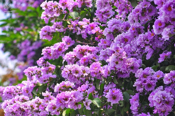 Mùa hạ Hà Nội - những sắc hoa gợi miền thương nhớ