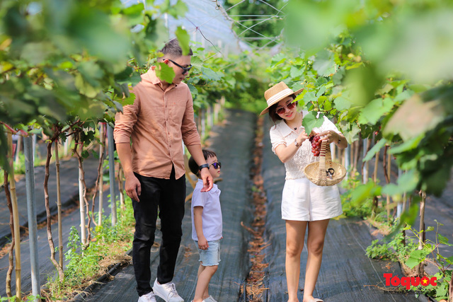 Không cần đi Ninh Thuận, ngay thủ đô Hà Nội cũng có một nông trại nho trĩu quả thu hút du khách khám phá