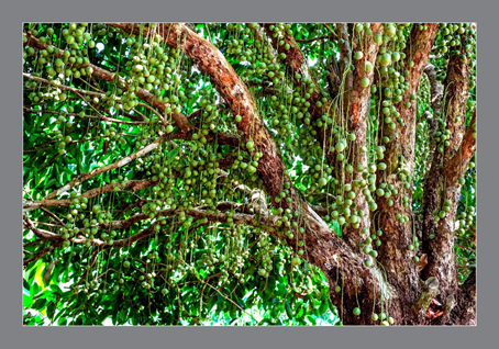 Cà Mau: Vườn dâu xanh giữa rừng xanh
