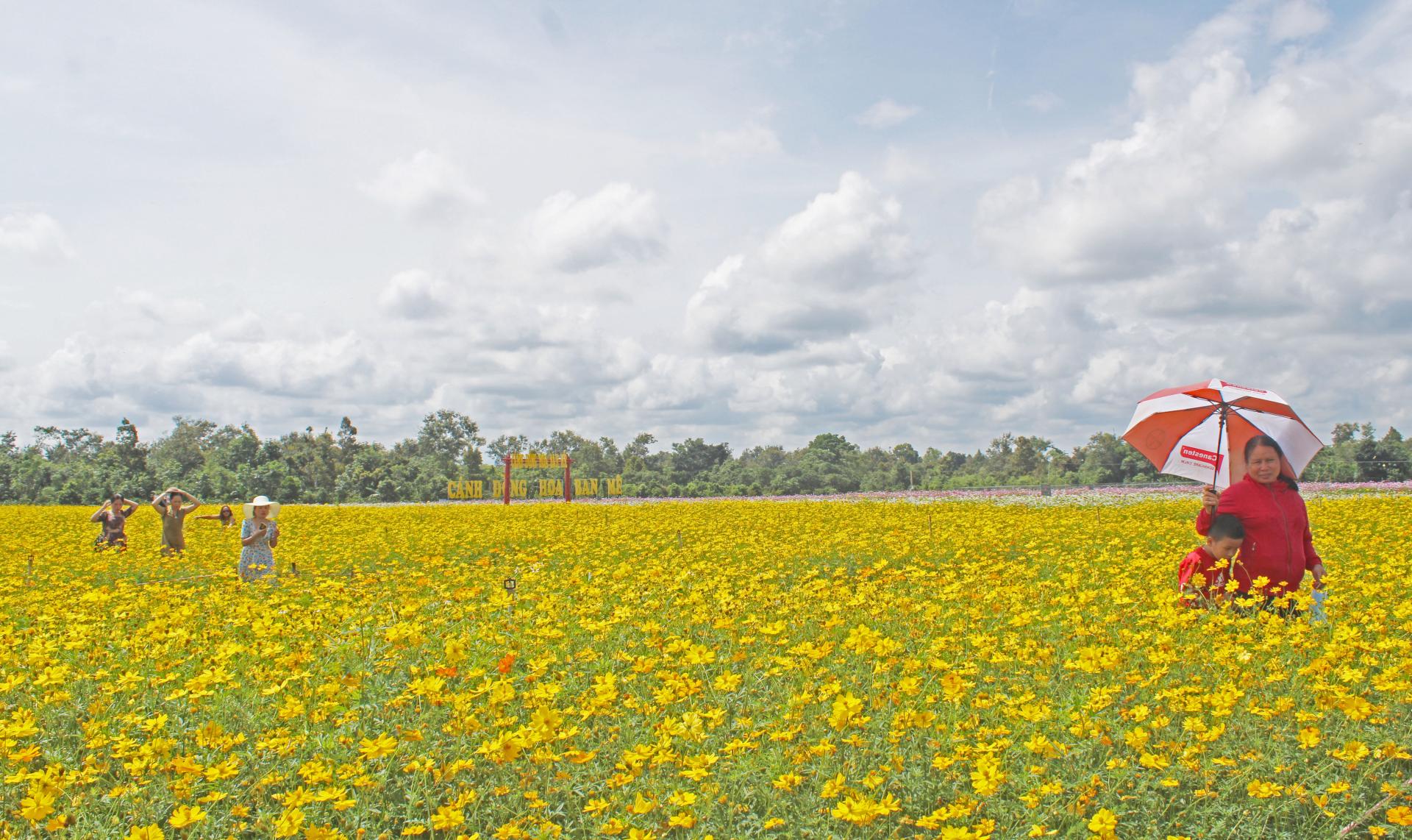 Đắk Lắk: Rực rỡ sắc màu “Cánh đồng hoa Ban Mê”