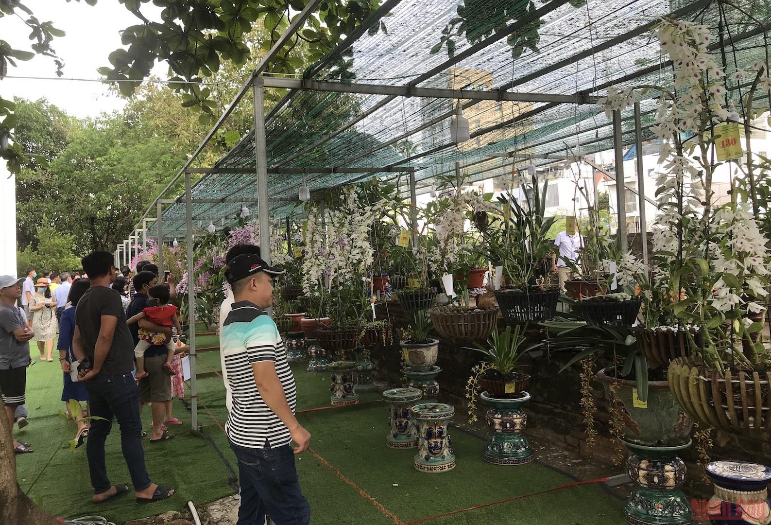 Hàng trăm loài hoa lan khoe sắc tại Lễ hội hoa lan Đà Nẵng