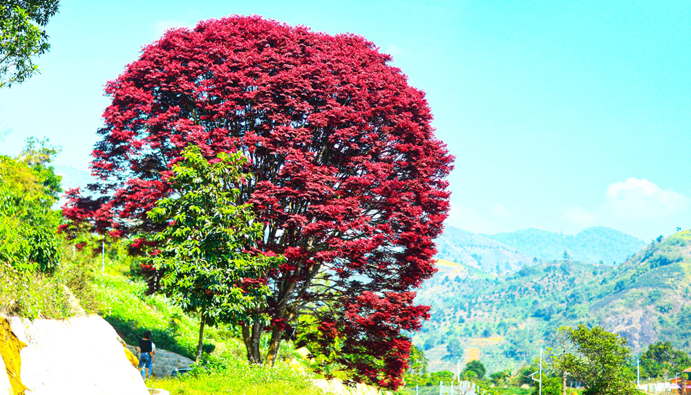 Cây lá đỏ dưới chân núi Chúa thu hút khách tham quan