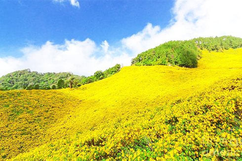 Thú vị đến núi Chư Đang Ya (Gia Lai) xem bay dù lượn ngắm hoa dã quỳ