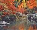 Đến Kyoto (Nhật Bản) thưởng ngoạn mùa lá đỏ