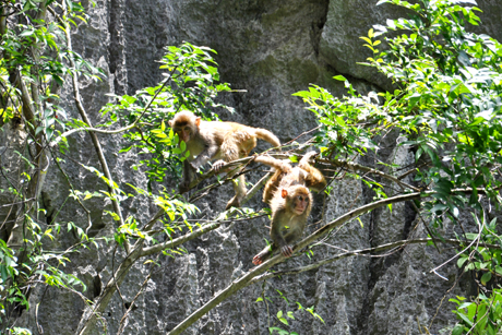 Bầy khỉ vàng - Sản phẩm du lịch độc đáo trên Vịnh Hạ Long
