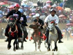 Lào Cai: Tổ chức giải đua ngựa truyền thống Bắc Hà mở rộng 2012
