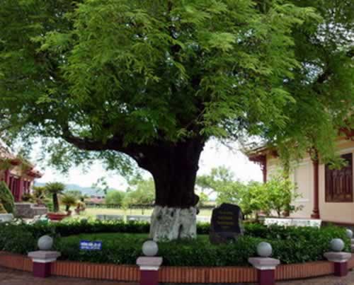 Cây me tại Bảo tàng Quang Trung (Bình Định) là Cây Di sản Việt Nam