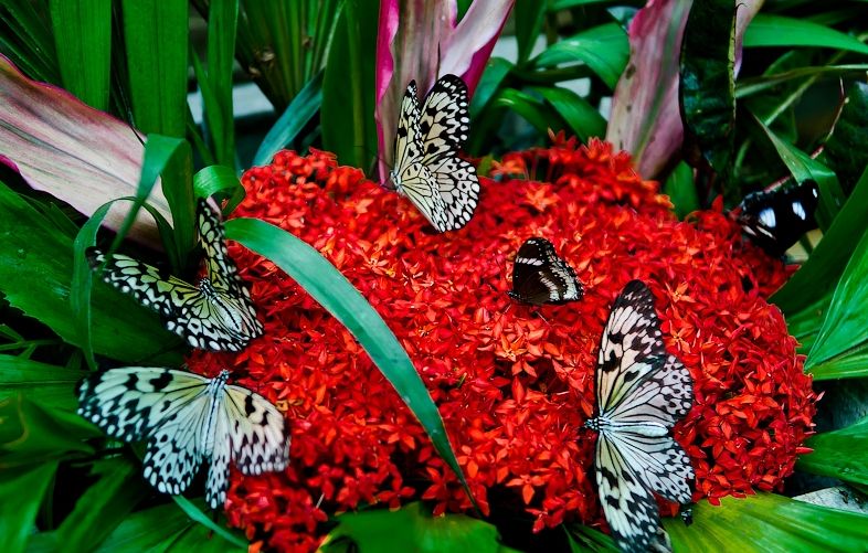 Chiêm ngưỡng vườn bướm đa sắc ở Phuket – Thái Lan