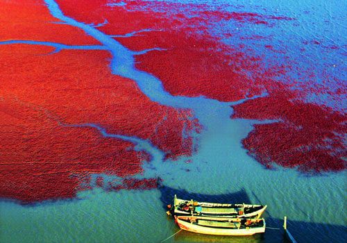 Thưởng ngoạn vẻ đẹp tuyệt vời của bãi biển đỏ - Trung Quốc