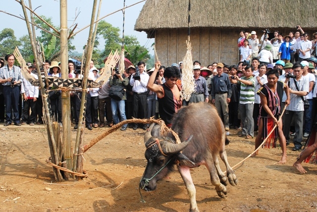 Đồng bào Brâu (Kon Tum) tổ chức lễ hội đâm trâu mừng làng mới 