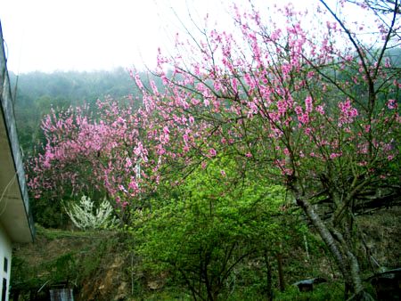 Hoa đào khoe sắc trên Cao nguyên đá Đồng Văn – Hà Giang