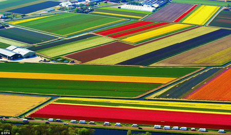 Chiêm ngưỡng cánh đồng hoa tulip thần kỳ ở Hà Lan