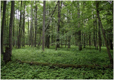 Khám phá khu rừng cổ Bialowieza ở Châu Âu  