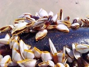 Món canh hà: Đậm đà hương vị biển ở Hạ Long