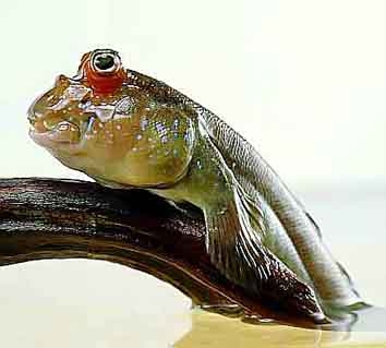 Cá thòi lòi vùng sông nước Nam Bộ: Ăn một lần nhớ mãi