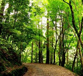 Khám phá rừng nguyên sinh Kasuga - Nhật Bản