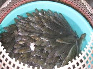 Mắm cá lưỡi trâu - Đặc sản vùng U Minh Thượng (Kiên Giang)