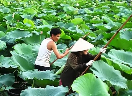 Trà sen Hồ Tây – Đỉnh cao nghệ thuật ẩm thực Hà Nội 