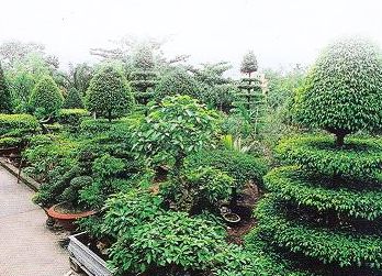 Thăm quan làng vườn Bách Thuận – Thái Bình