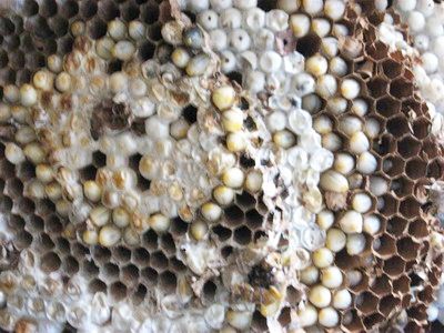 Nhộng ong: Món ngon miệt vườn 