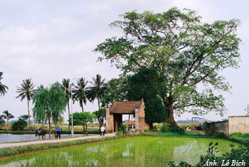 Cây đa - biểu tượng truyền thống của làng quê Việt Nam