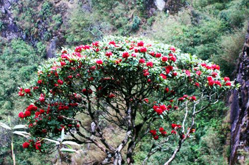 Lào Cai: Khởi động chương trình du lịch “Khám phá Phan Xi Păng -2009”