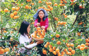Tham quan vườn trái cây Đồng Tháp