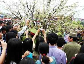 Hà Nội: Khai mạc lễ hội hoa anh đào Nhật Bản 2009