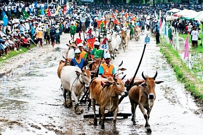 Bảy Núi (An Giang): Sôi động lễ hội đua bò