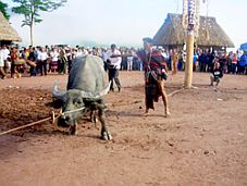 Lễ hội đâm trâu ở Tây Giang (Quảng Nam)