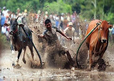 Du lịch tìm hiểu: Lễ hội đua bò vùng Bảy Núi