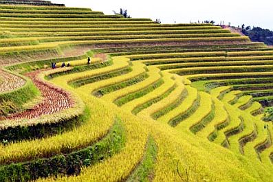 “Con đường” du lịch Hoàng Su Phì