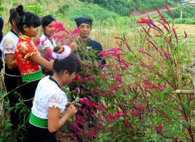 Tết hoa độc đáo của đồng bào Cống, Điện Biên