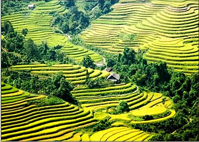 Ruộng bậc thang Hoàng Su Phì được vinh danh