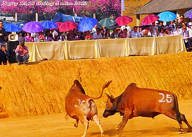 Độc đáo Lễ hội chọi bò chợ tình Khau Vai, Hà Giang
