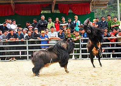 Độc đáo hội chọi dê trên rẻo cao Tây Bắc